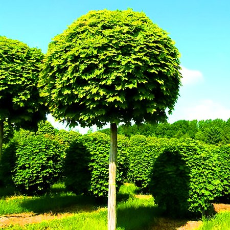 Цены